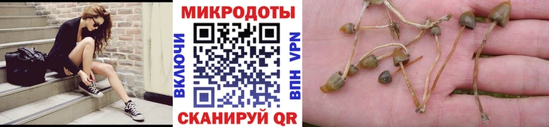 Купить  Пудож  Псилоцибиновые грибы мицелий 